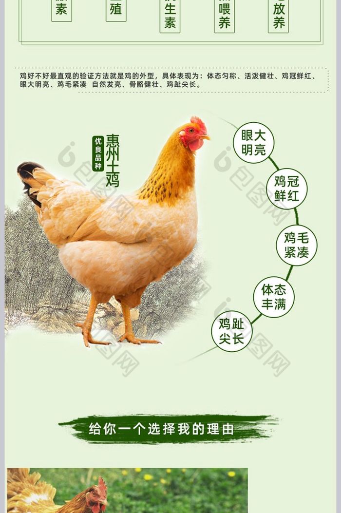 鸡肉走地鸡详情页