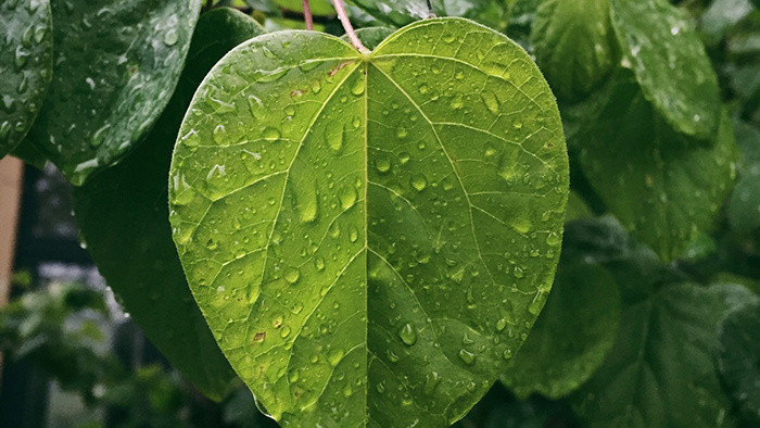 细雨下在树叶上音效素材