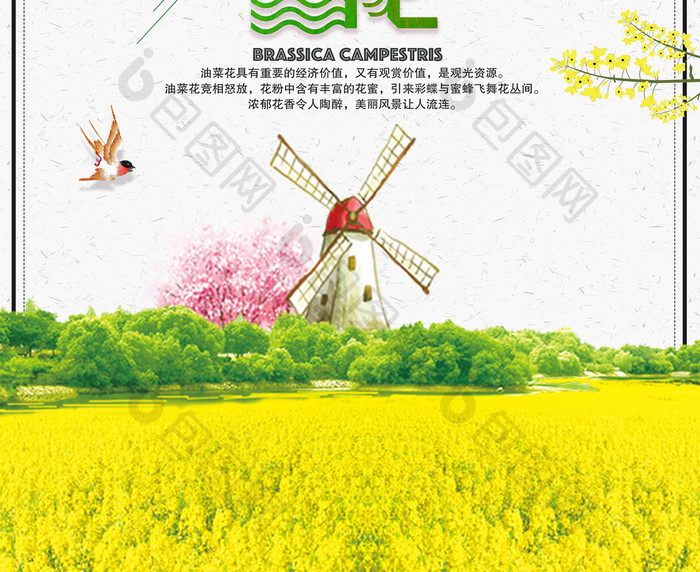 清新大气风油菜花节海报