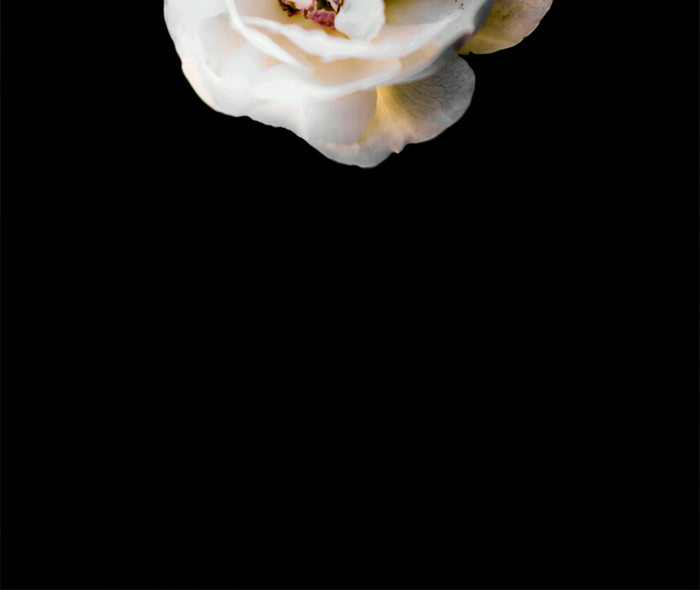创意商业摄影白玫瑰摄影手机配图设计