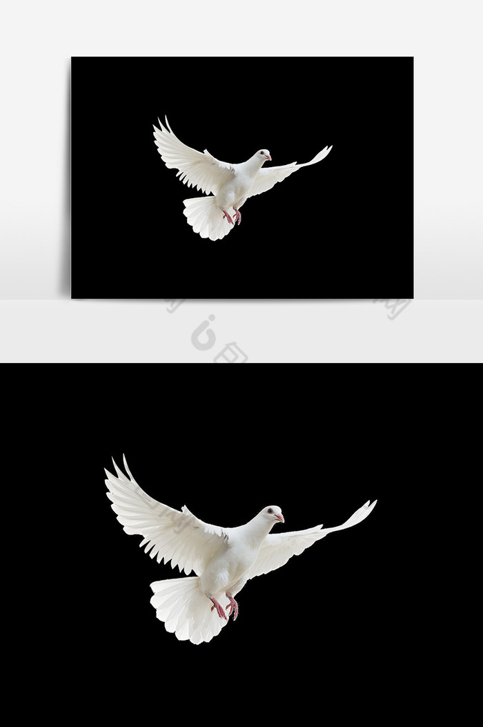 和平鸽飞翔自由图片图片