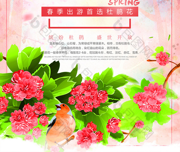 中国风杜鹃花春季旅游宣传海报 设计