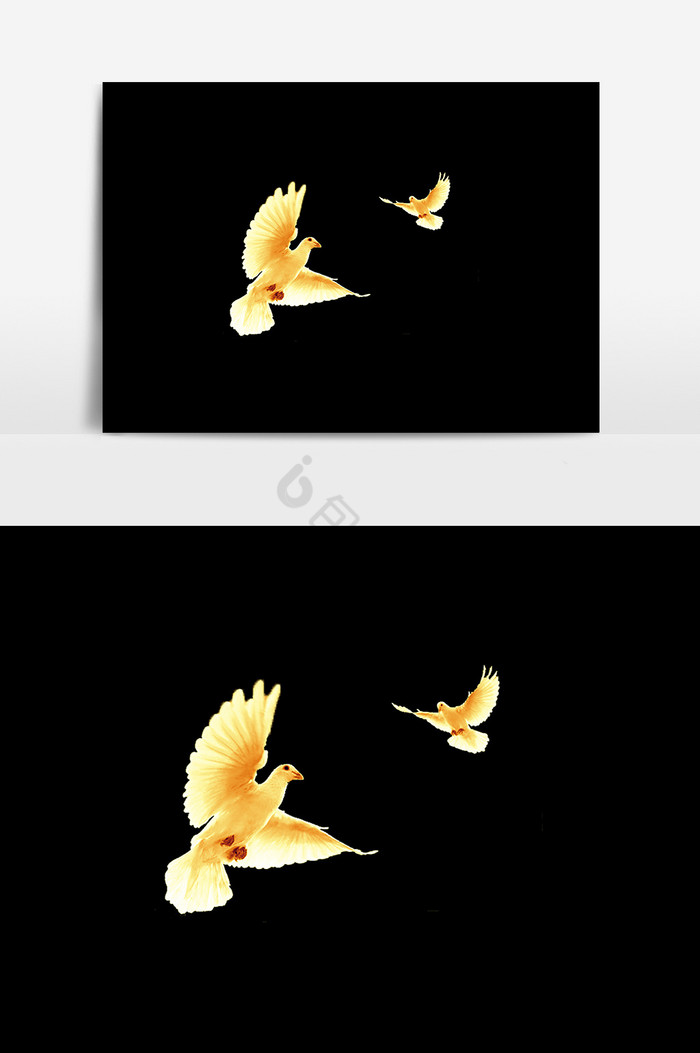 鸽子自由飞翔图片