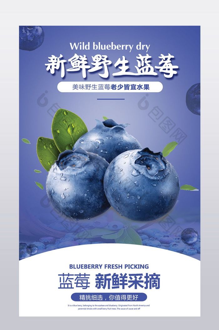 新鲜可口蓝莓水果详情