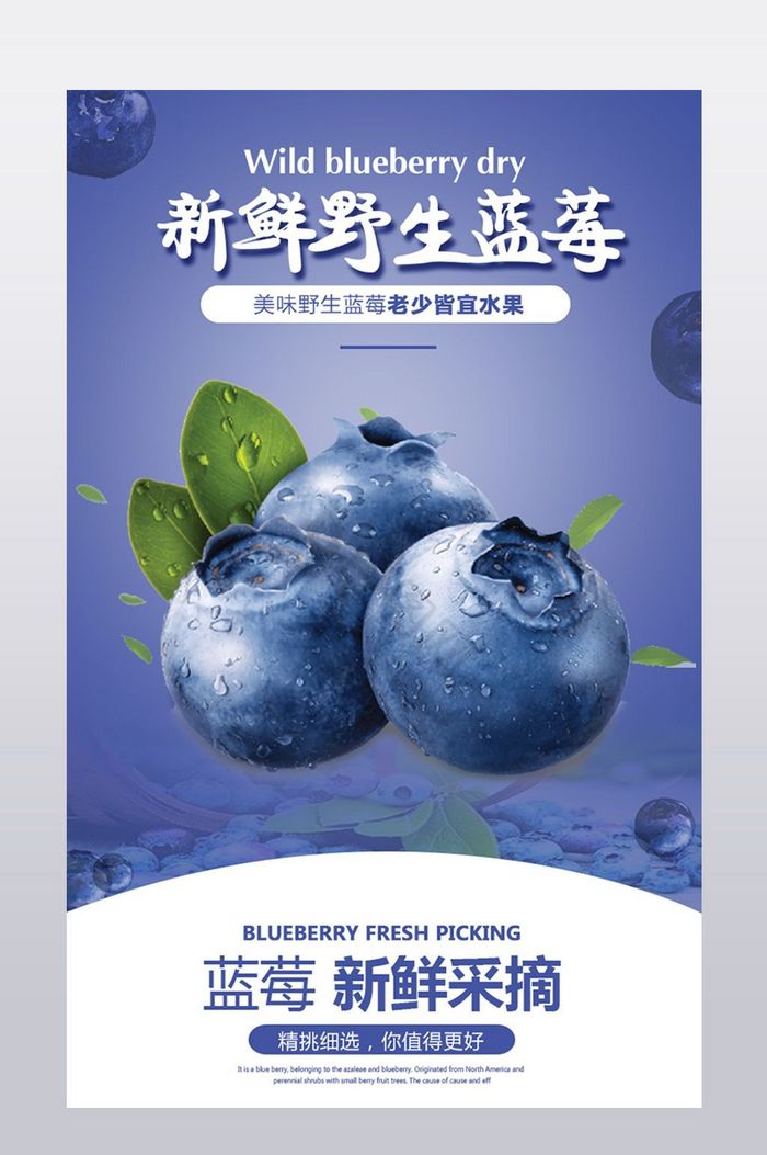 新鲜可口蓝莓水果详情图片