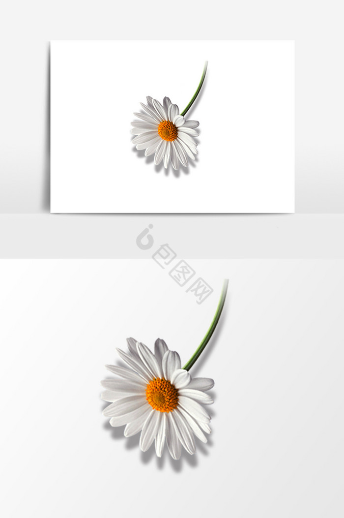 菊花花卉图片