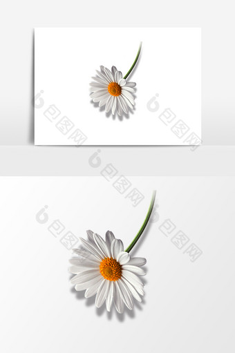 白色菊花花卉元素素材图片