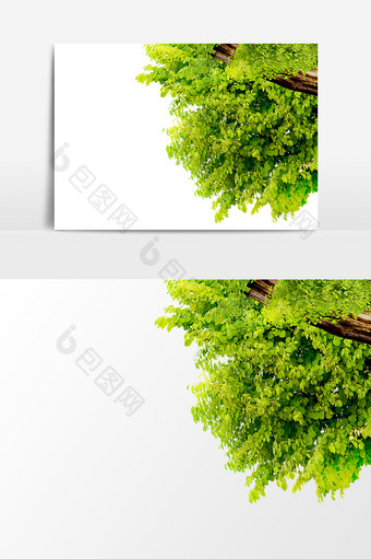 绿色植物树木元素素材图片