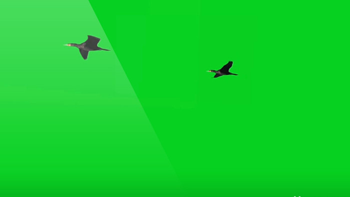 鸟飞翔绿屏抠像绿幕视频素材