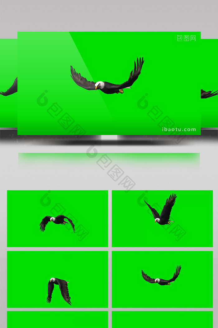 老鹰飞翔绿屏抠像绿幕视频素材