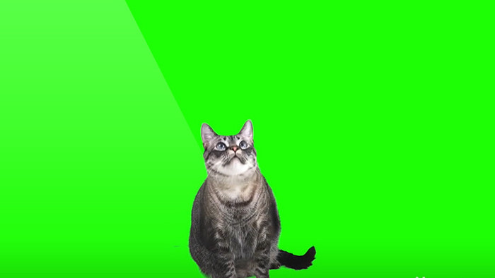 猫咪左顾右看绿屏抠像绿幕视频素材
