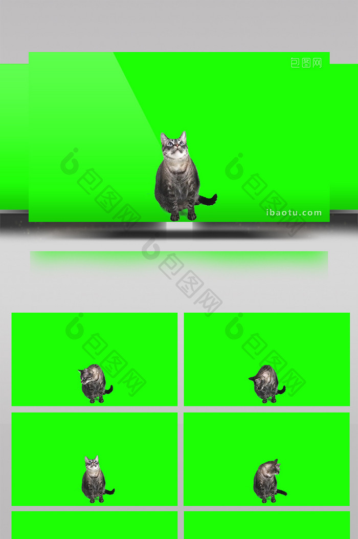猫咪左顾右看绿屏抠像绿幕视频素材