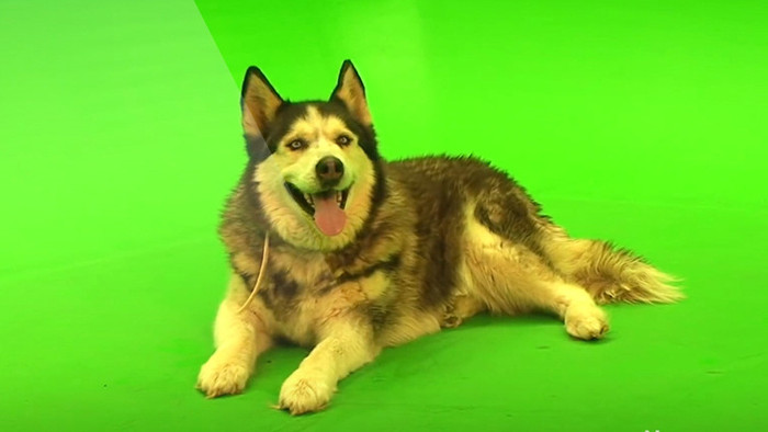 狗绿屏抠像绿幕视频素材