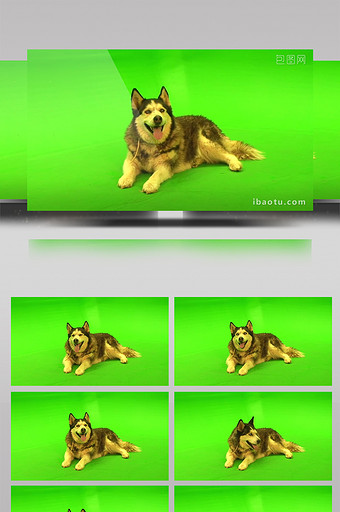 狗绿屏抠像绿幕视频素材图片