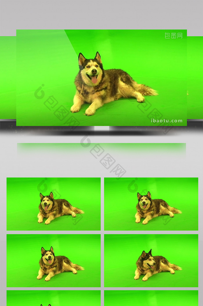 狗绿屏抠像绿幕视频素材