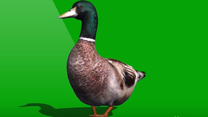 鸭子走路绿屏抠像绿幕视频素材