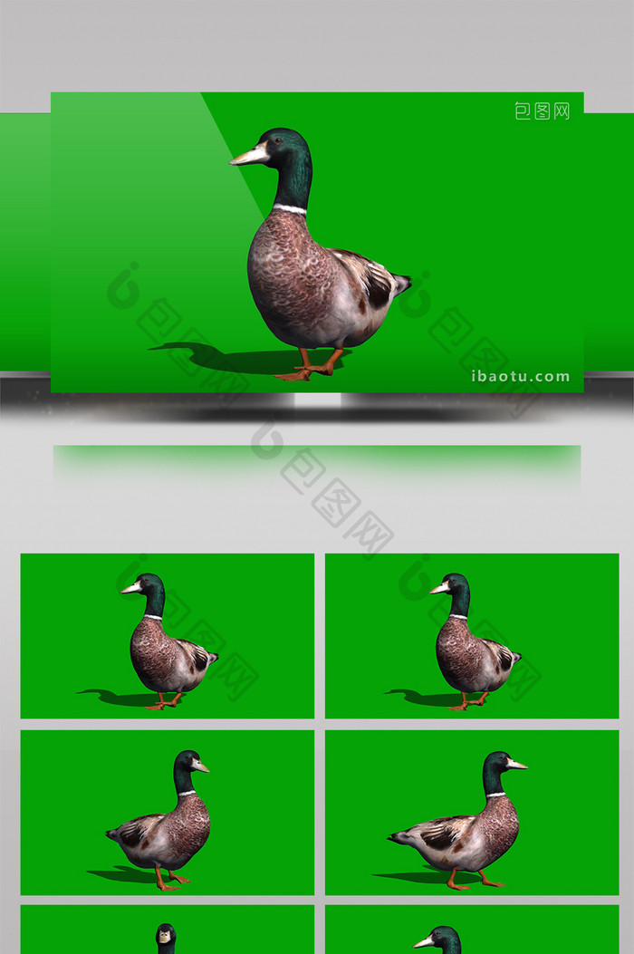 鸭子走路绿屏抠像绿幕视频素材