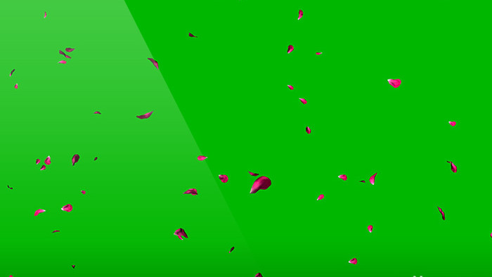 4K实拍花瓣飘落绿屏抠像绿幕视频素材