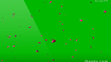 4K实拍花瓣飘落绿屏抠像视频素材