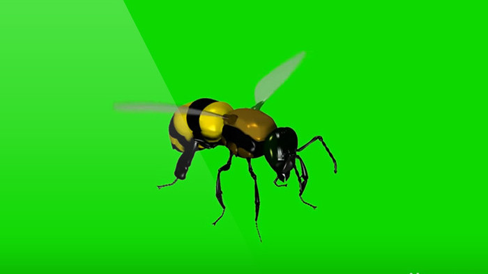 蜜蜂飞舞绿屏抠像视频素材