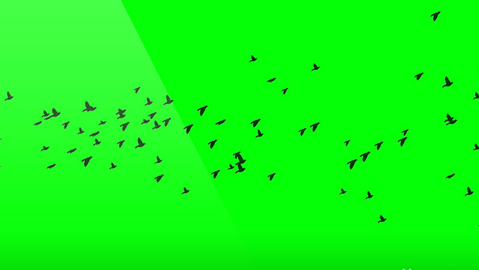 群鸟飞过绿屏抠像绿幕视频素材