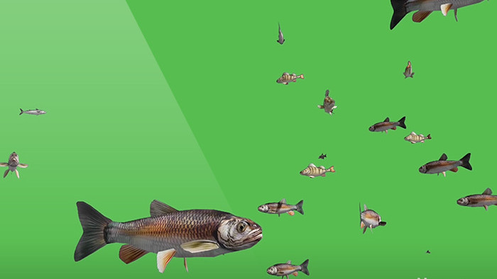 鱼群游来游去绿屏抠像绿幕视频素材
