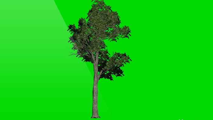 飘动的小树绿幕素材