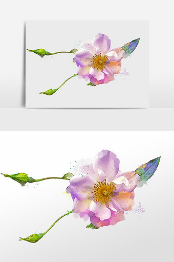 花卉系列单朵白色月季花花骨朵水彩手绘插画图片