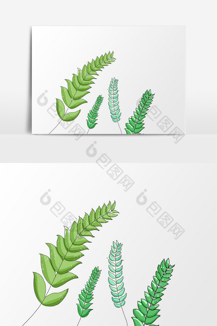 植物嫩叶图片