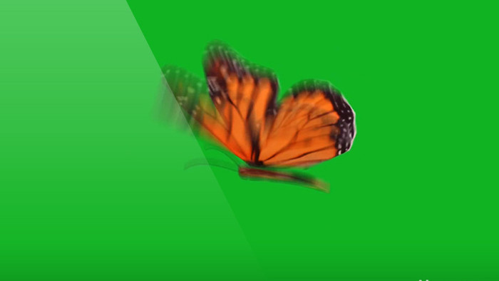 蝴蝶翩翩飞舞绿屏抠像绿幕视频素材