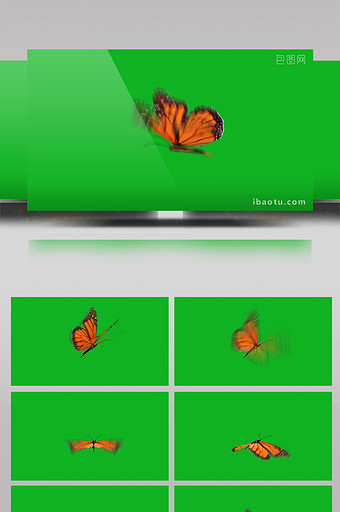 蝴蝶翩翩飞舞绿屏抠像绿幕视频素材图片