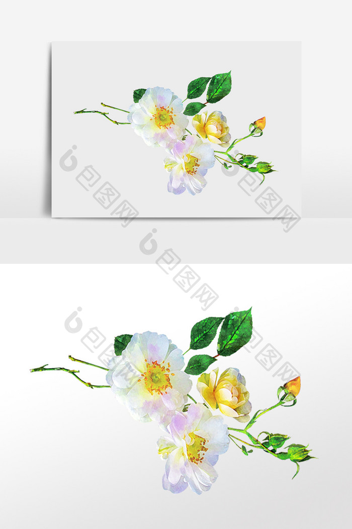 花卉系列白色山茶花小花水彩手绘插画