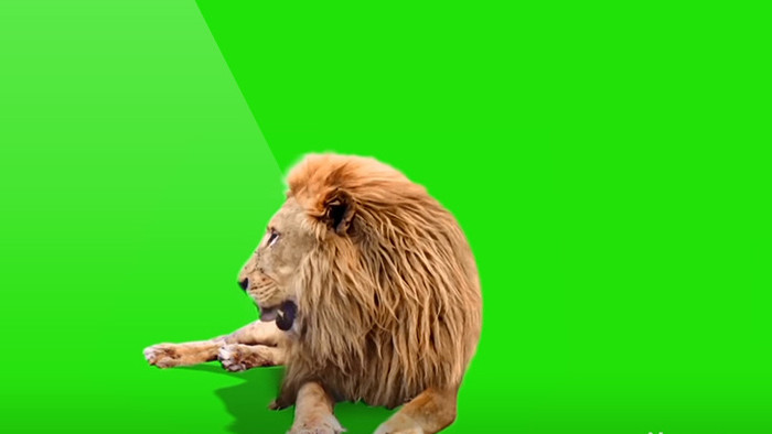 动物狮子绿屏抠像绿幕视频素材