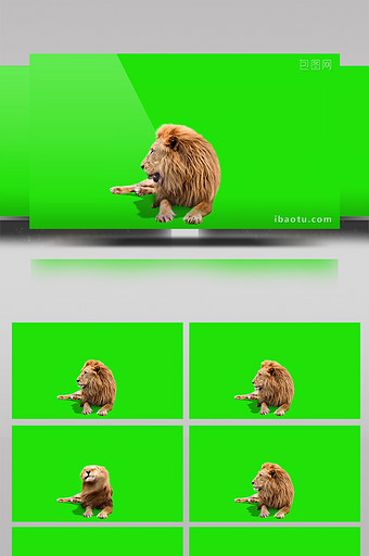 动物狮子绿屏抠像绿幕视频素材图片