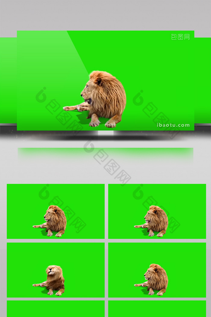 动物狮子绿屏抠像绿幕视频素材