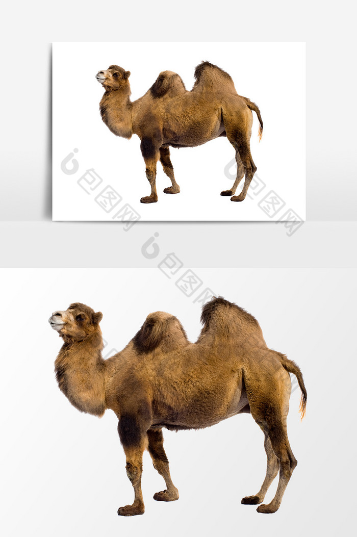 骆驼动物图片图片