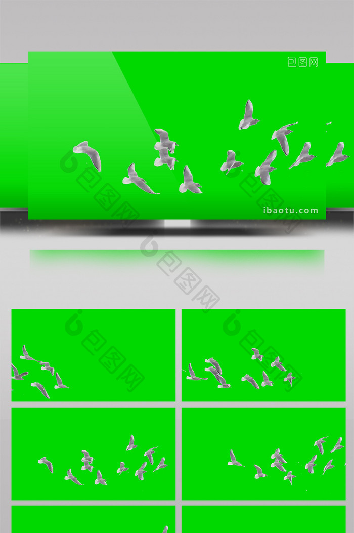 一群白鸽飞过绿屏抠像绿幕视频素材