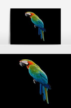 彩色鸟类设计元素