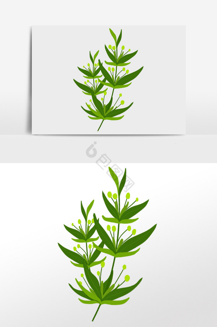 插画叶子植物图片