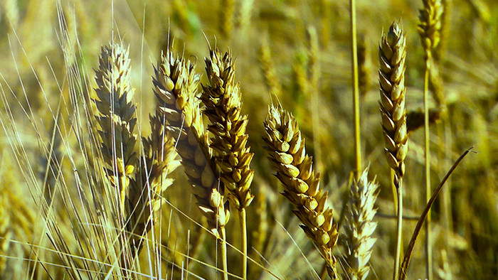 成熟小麦高清实拍