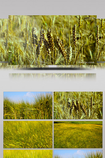 成熟小麦高清实拍图片