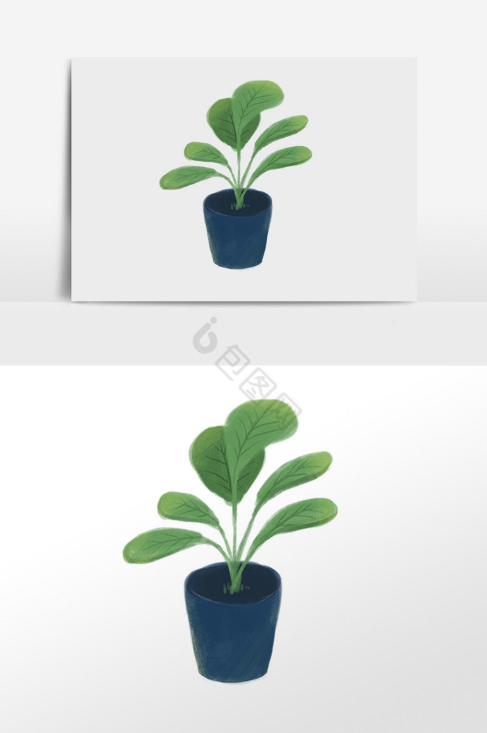 植物免费单个免费图片