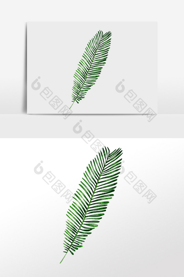 植物棕榈叶绿叶图片图片