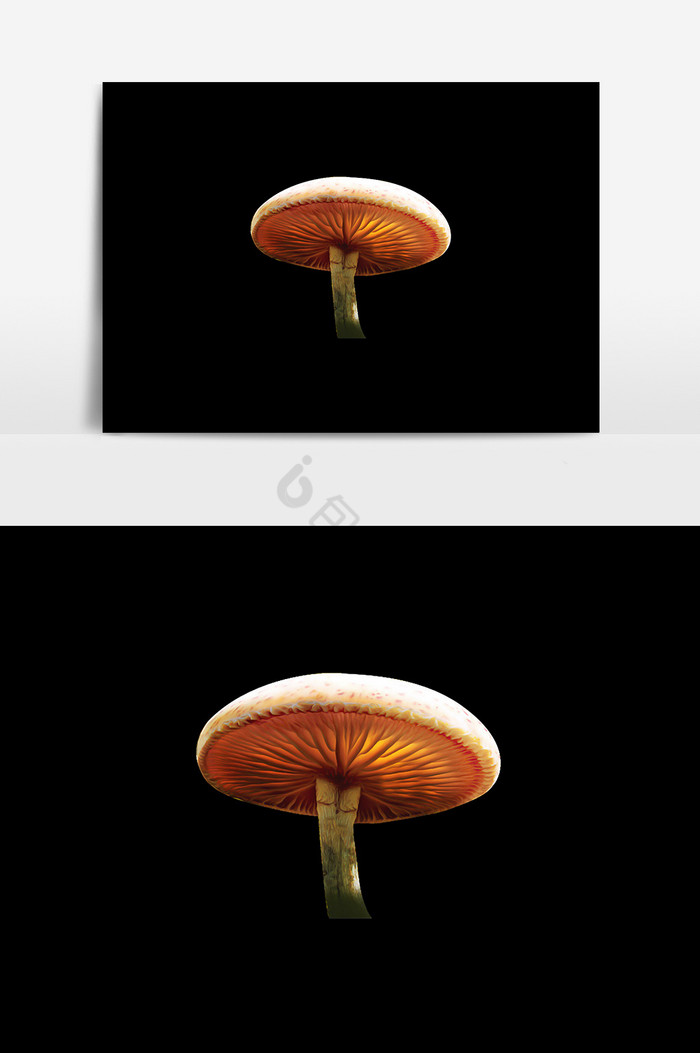 植物蘑菇图片