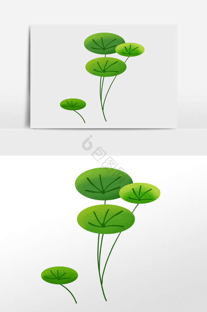植物荷叶图片
