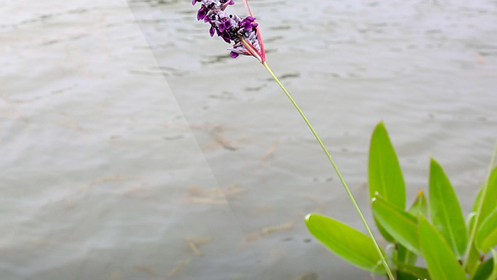 葱郁再力花高清实拍