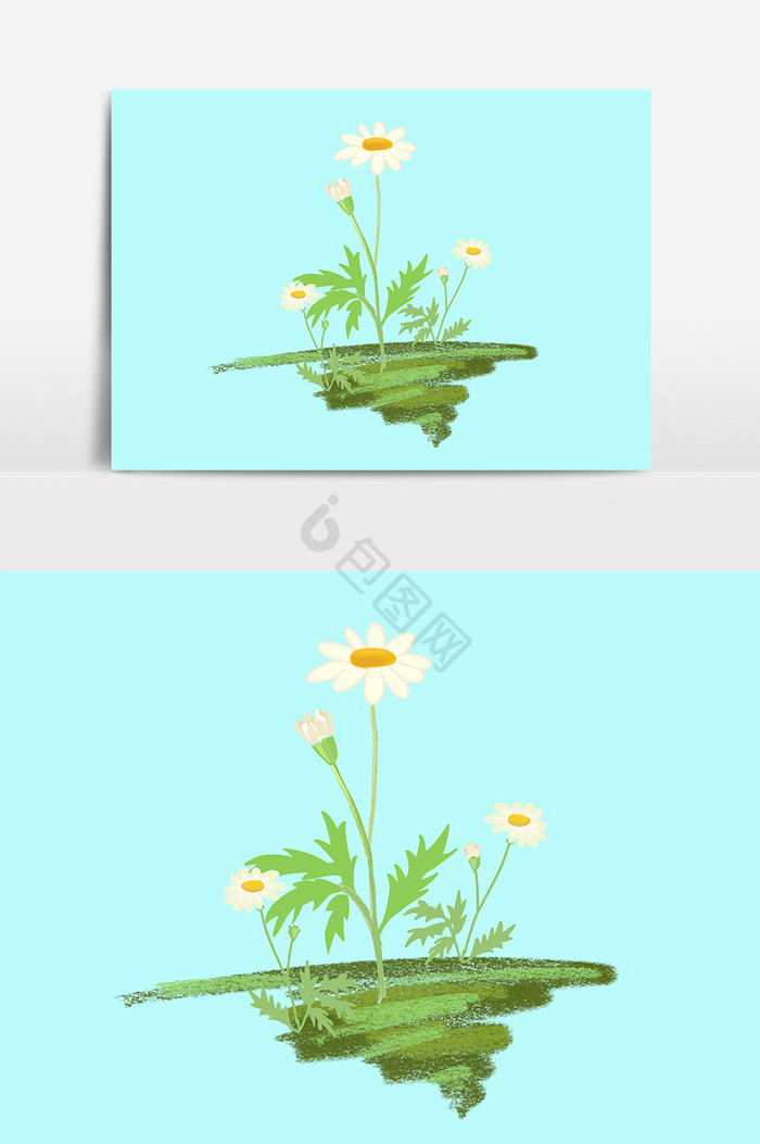 太阳花植物图片