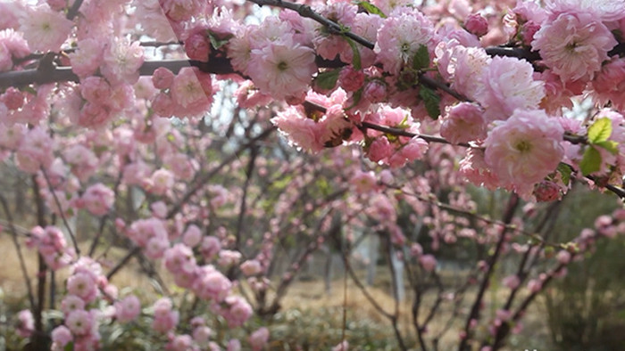 早春实拍花朵迎春花开放美丽景色