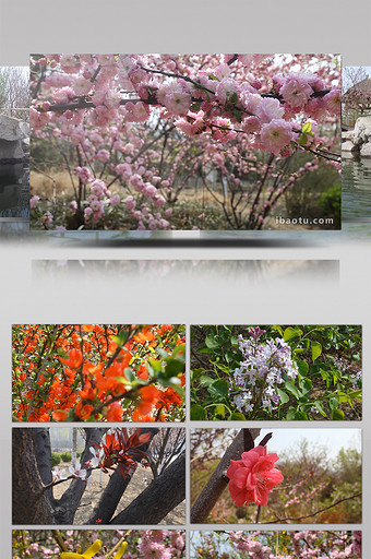 早春实拍花朵迎春花开放美丽景色图片