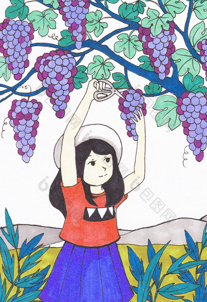 假期采摘葡萄插画图片